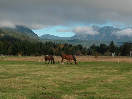 Horses in front of Mountains
